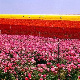 游戏市场分析师“诸葛”遭网暴 曾收到三次死亡威胁